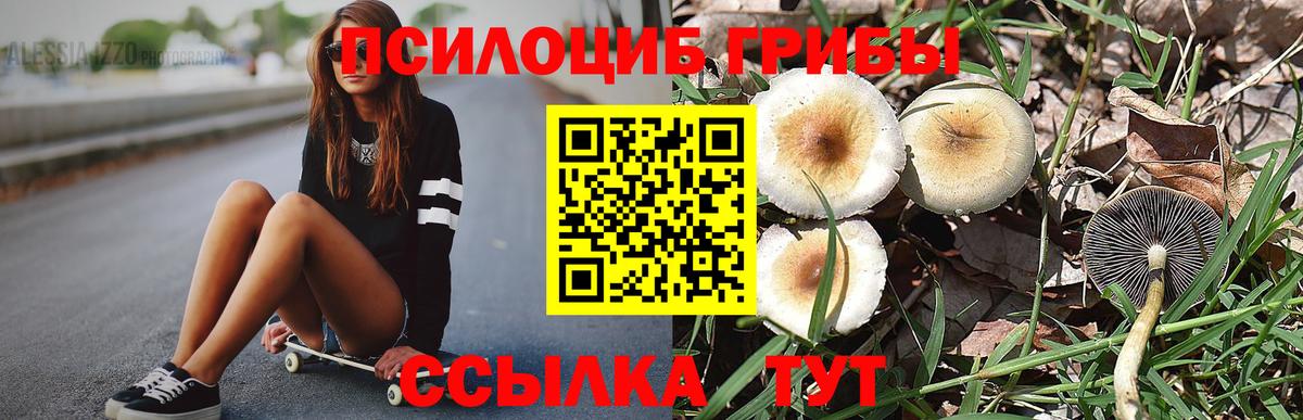 Псилоцибиновые грибы Psilocybe Баксан